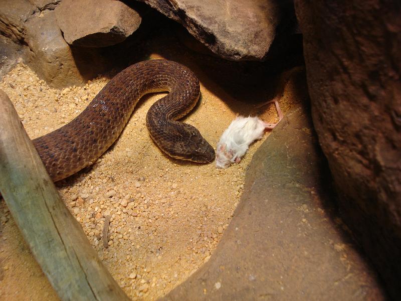 DSC01155.JPG - Efter Anna og Christians afgang nordpå igen tog Kristina og Martin på National Aquarium i Baltimore, der har meget andet end fisk. Her er det en slange der lige har fået serveret en mus.